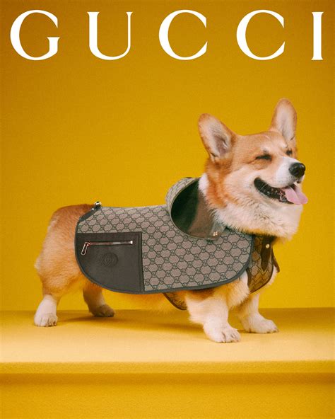 gucci perro|Gucci dog and cat.